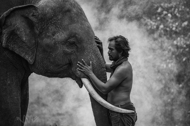 elephant,Thai,Thailand,BW,Animal,Portrait,man,mahout, Young Mahout and Elephant фото превью