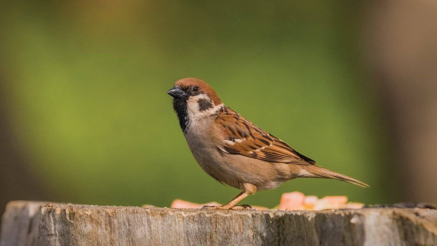 , Alexander Plekhanov