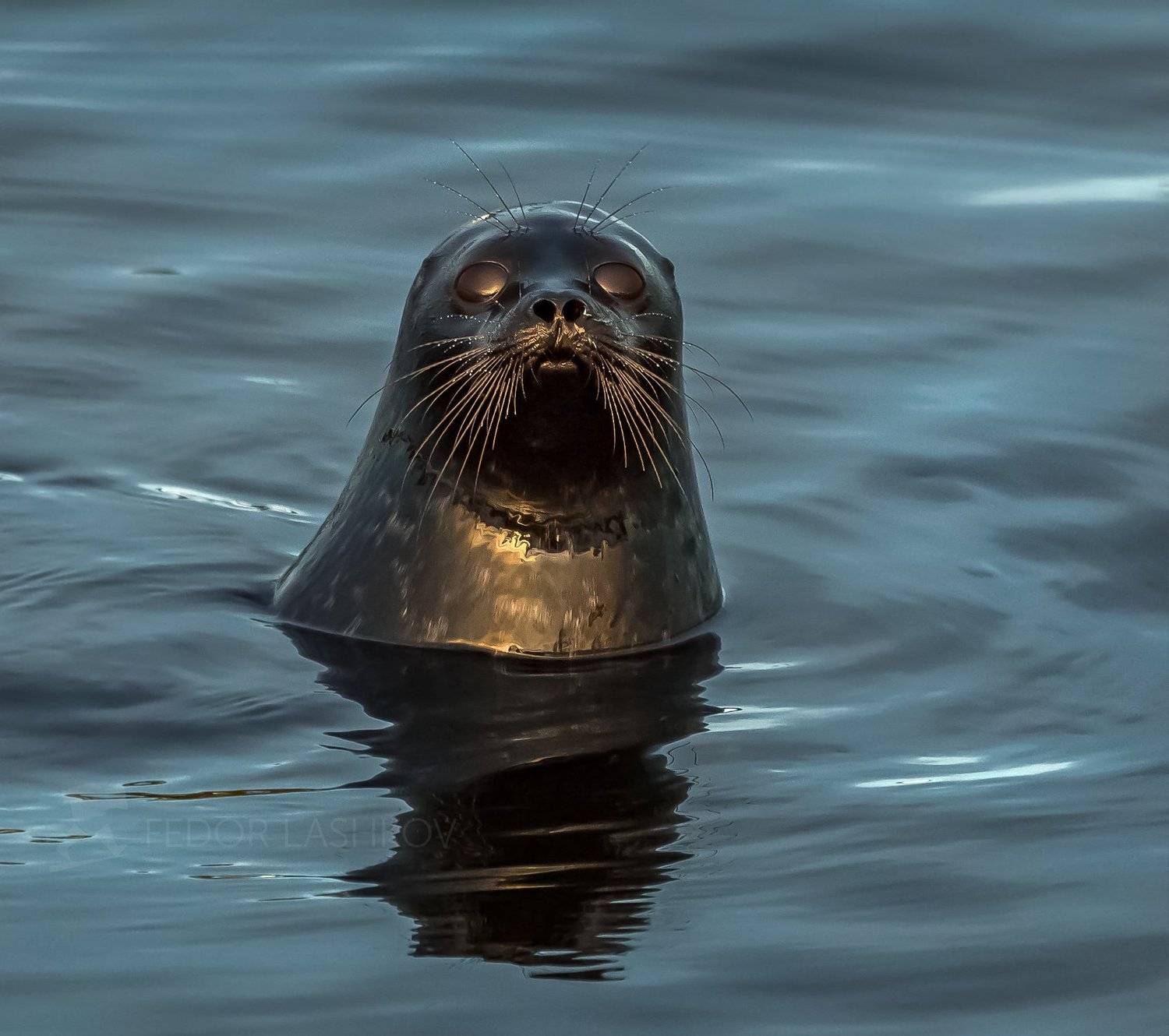 карелия, ладожское озеро, вода, фауна, животное, дикая природа, ладожская нерпа, нерпа, в воде, портрет, фотоальбом, Лашков Фёдор
