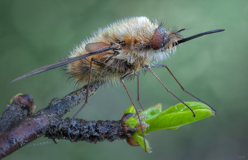 жужала, bombyliidae Жужа фото превью