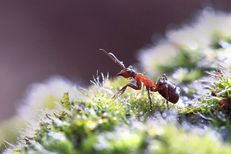 Муравей,мох,капли. ... фото превью