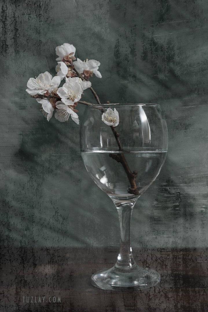 фужер, весна в фужере, весна в бокале, цветки абрикоса, Владимир Тузлай