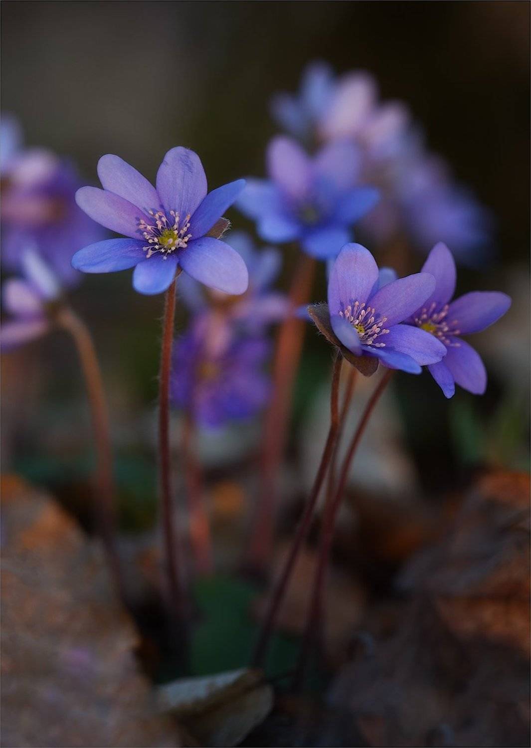 , Рудченко Анатолий