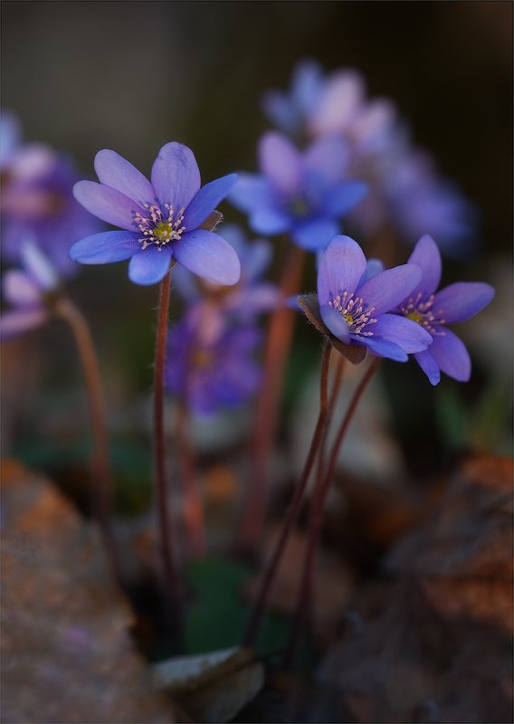 Печёночница обыкновенная фото превью