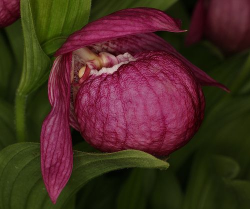 Cypripedium macranthos