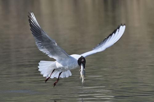 Chroicocephalus ridibundus