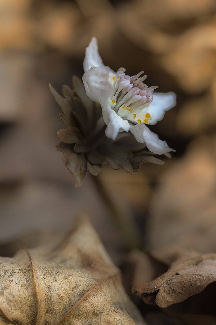 весенник, звезчатый, eranthis, stellata, Евгений Слободской
