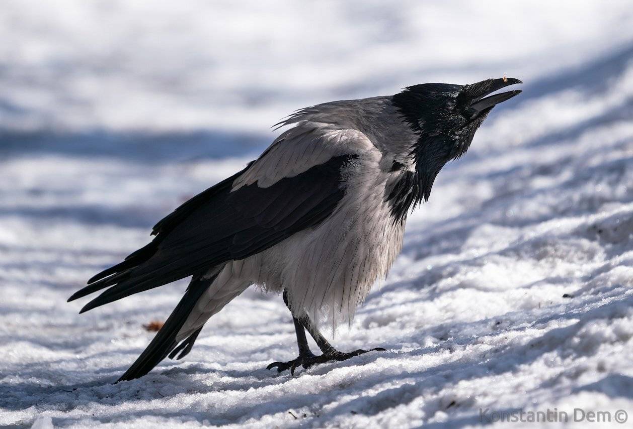 , Константин Дэм