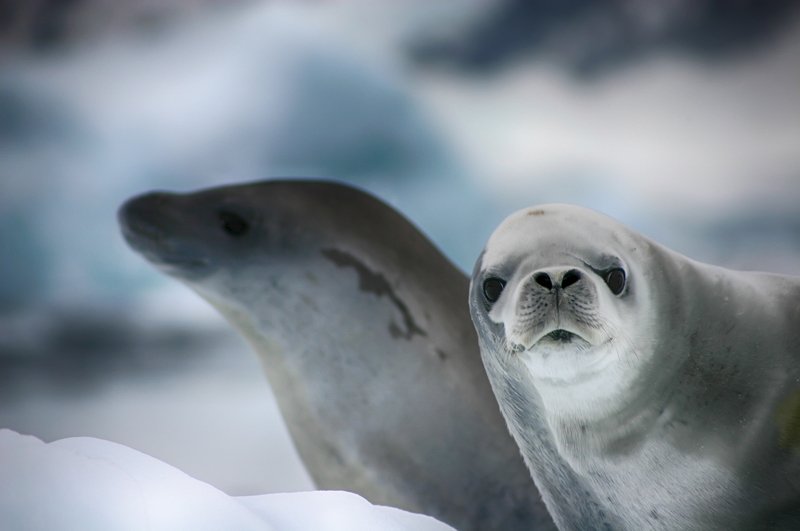 Антарктида 46 фото превью