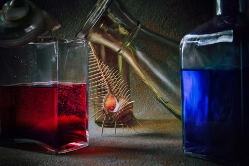 С гребнем Венеры