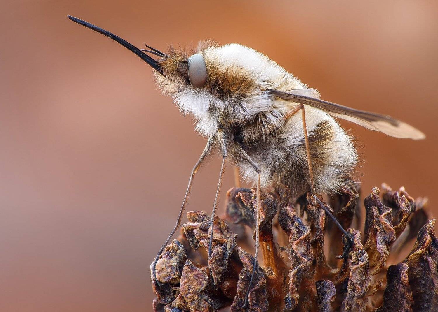 , Кузнецов Дмитрий