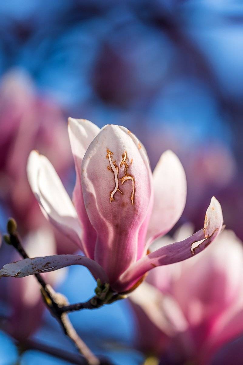 , Александр Земляной