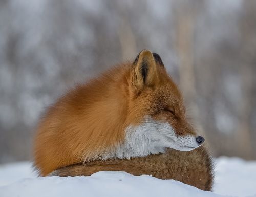 Дневной сон