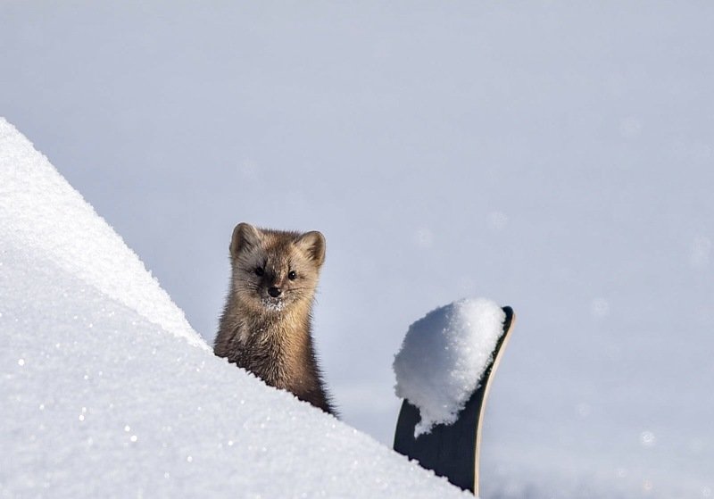 соболь Пушистый сосед фото превью