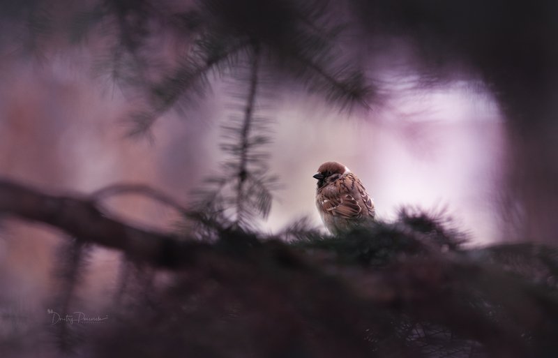 Bopoбьишкa фото превью