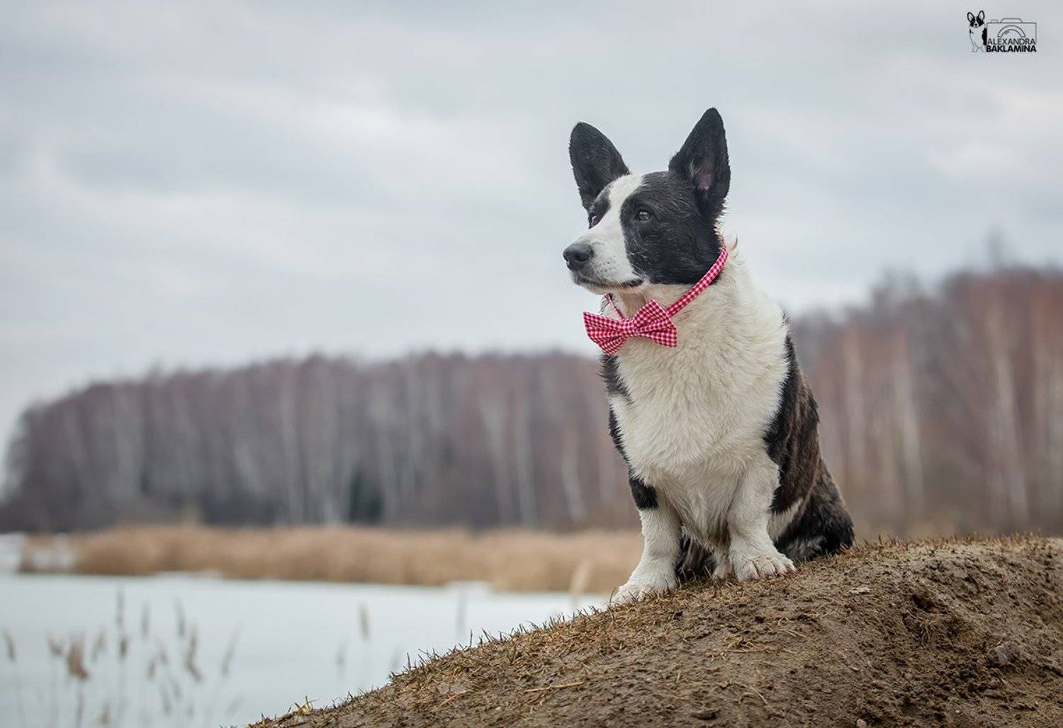 собака, корги, природа, лес, Александра Бакламина