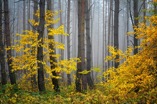 Yellow Forest