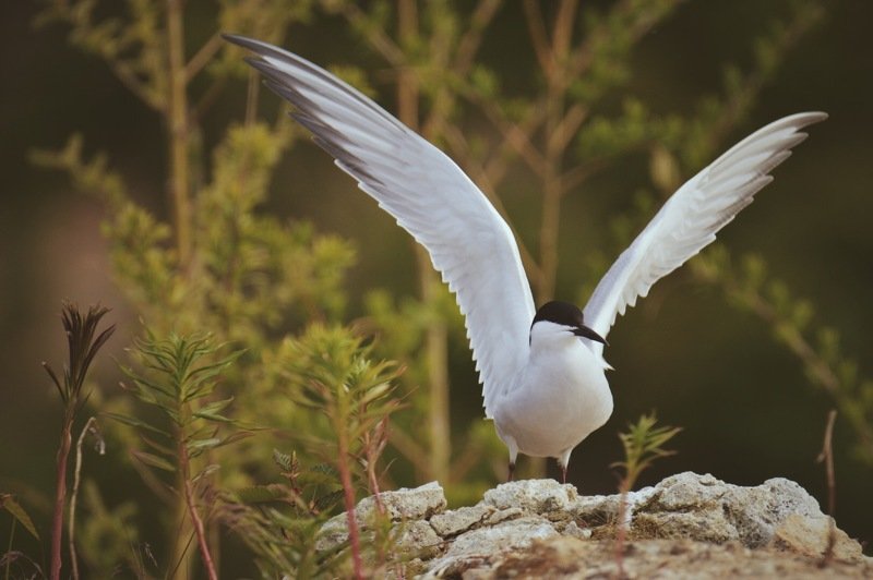 крачка Речная крачка фото превью
