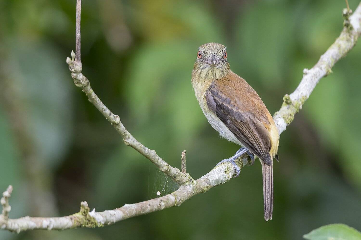 , Fernando Burgalin Sequeira