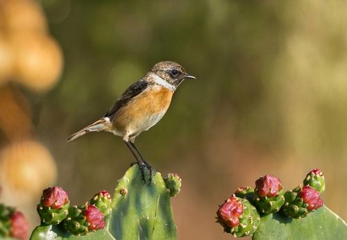 На цветущем кактусе