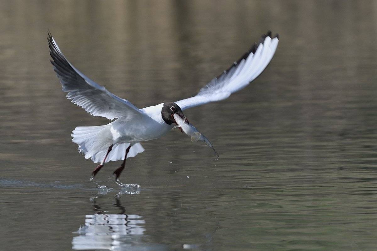 птицы birds slovakia, Jaroslav Mego