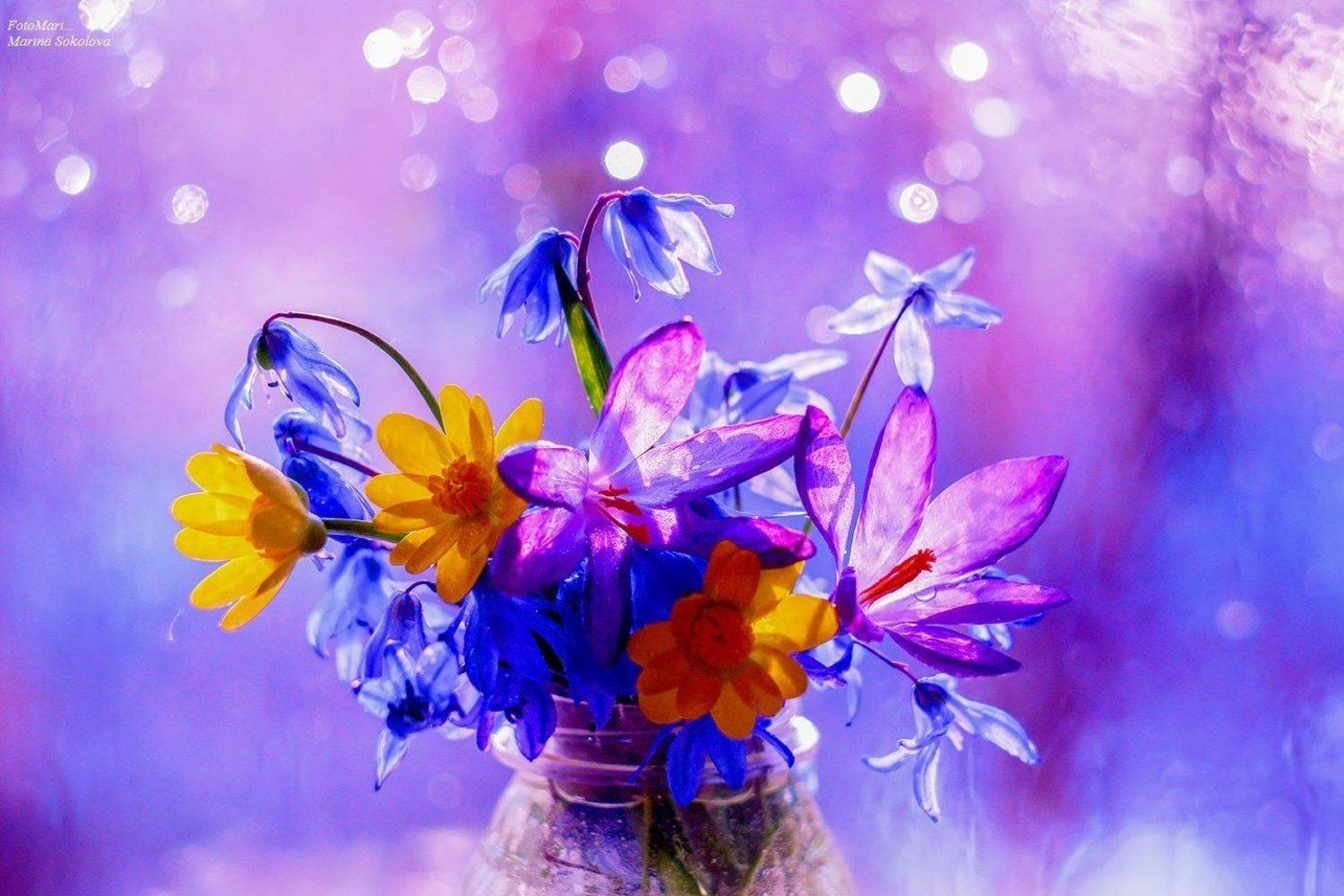 , Марина Соколова