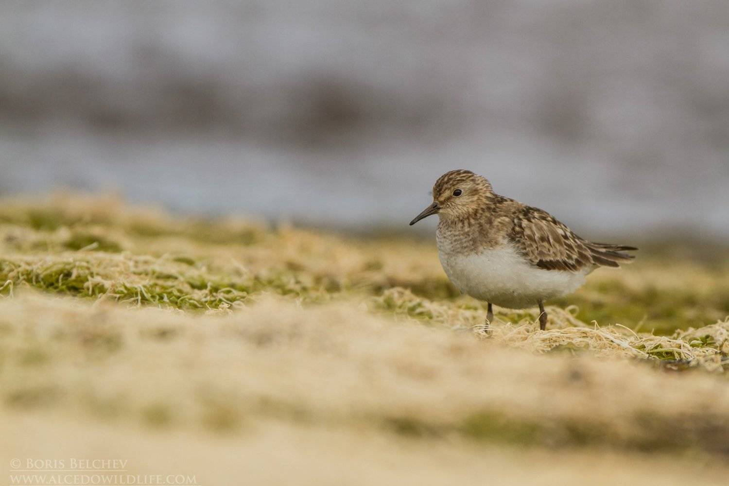 , Борис Белчев