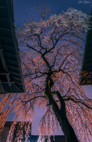 Cherry Blossoms at Rainy Night.