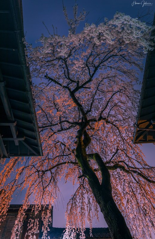 cherry blossom night sakura kyoto japan lights nightscape long exposure Cherry Blossoms at Rainy Night. фото превью