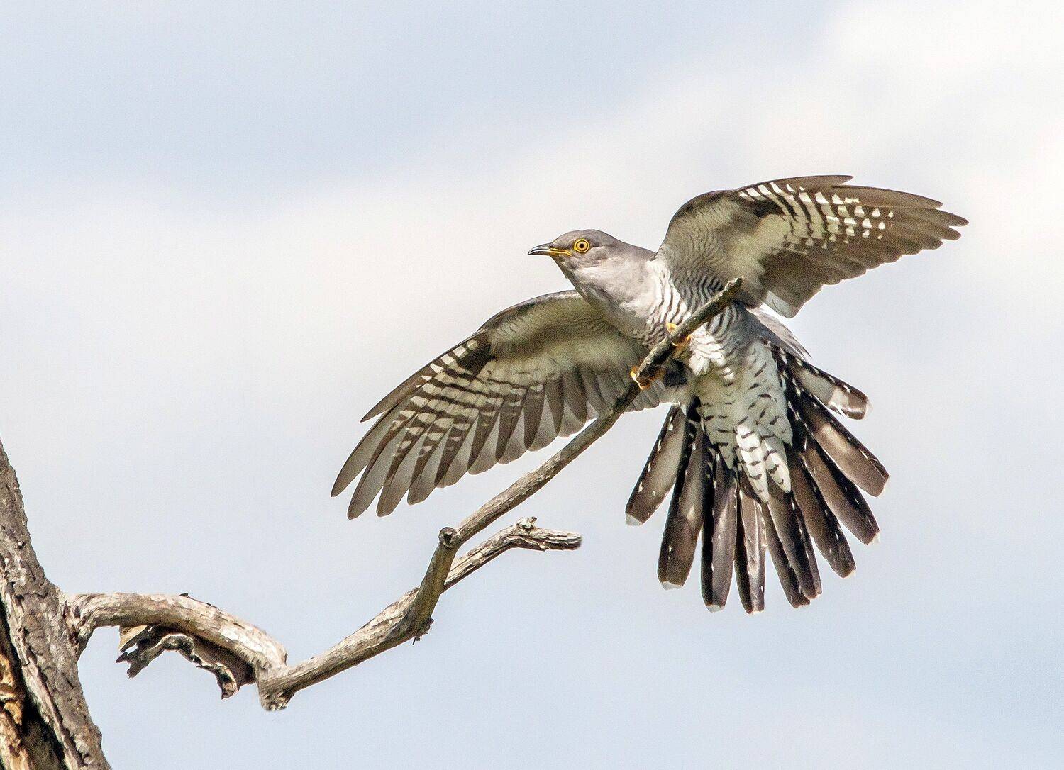 , Михаил Белоусов