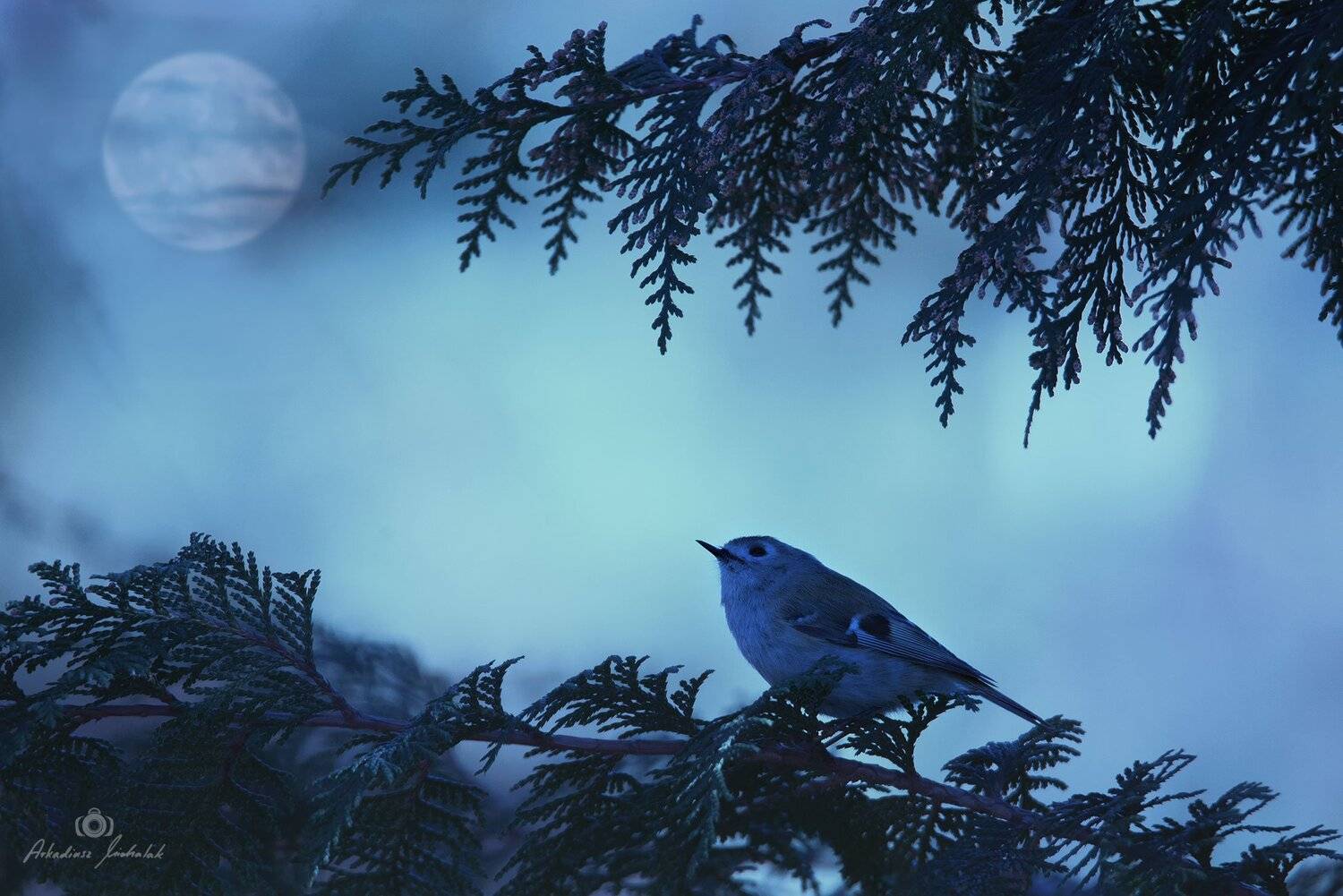 , Arkadiusz Michalak