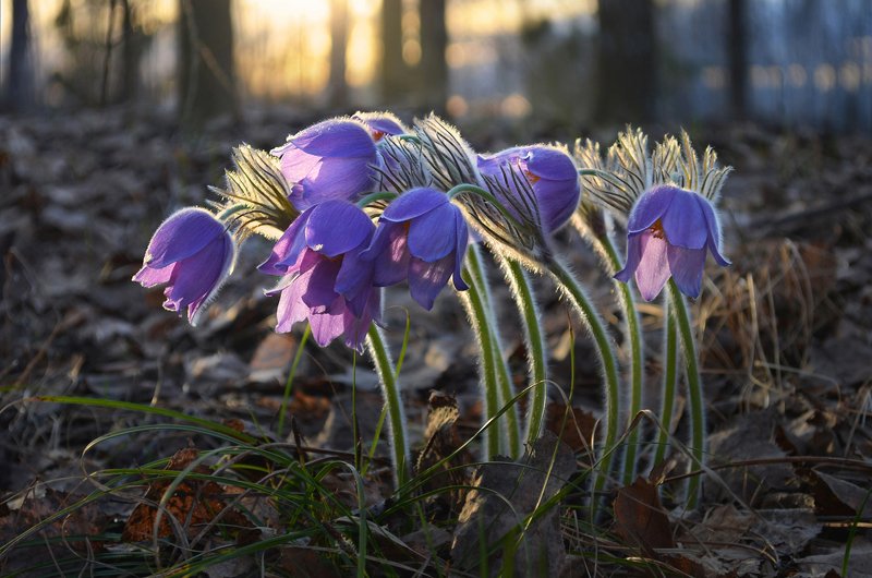 Солнце и ветер фото превью