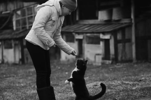 Кот