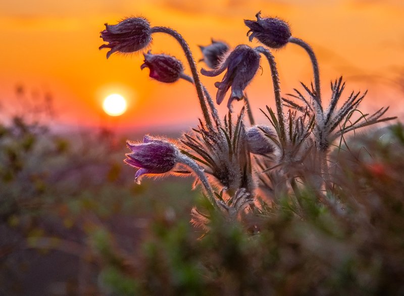 *** фото превью