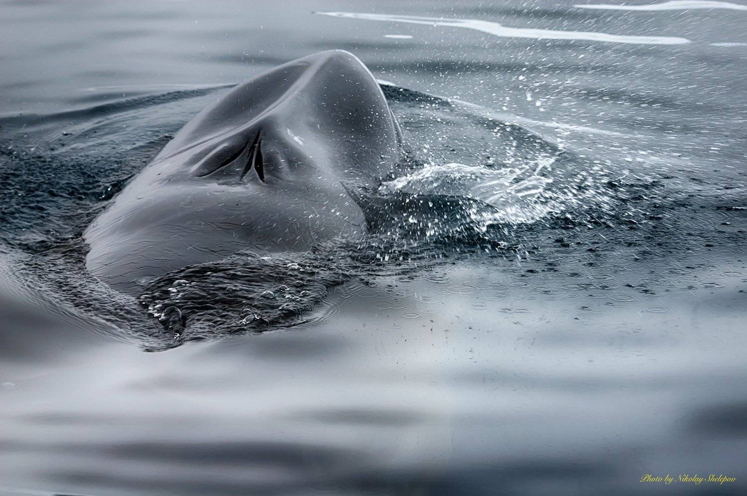 , Николай Шелепов