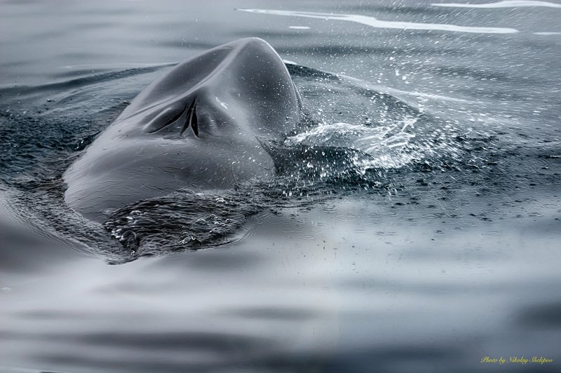 Антарктида 48. Кит малый полосатик фото превью