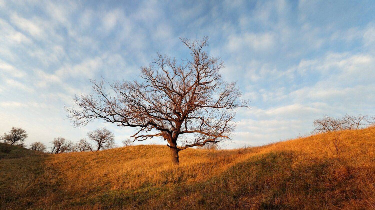 весна, вечер, дерево, дуб, запорожье, пейзаж, хортица, Сергей Богачёв