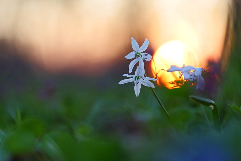 лес,пролеска,самарский,scilla,siberica,сибирская,альба,alba Белые пролески фото превью