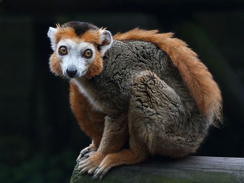 Почти как люди-3