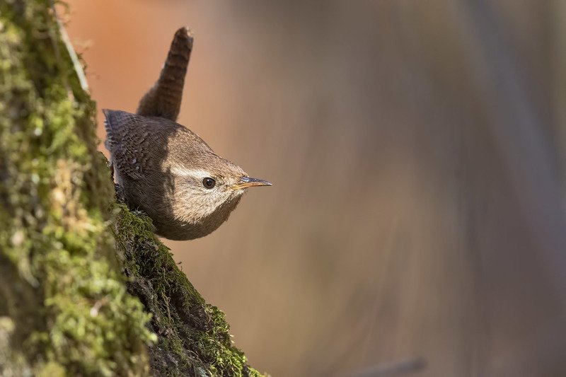 птицы, крапивник, фотоохота Крепкий орешек фото превью