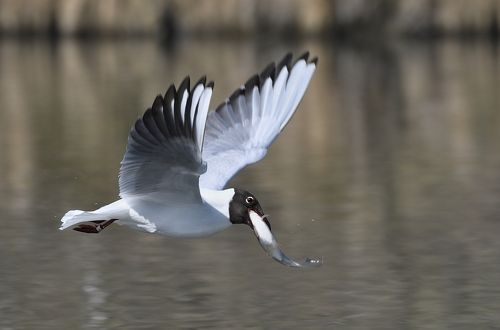 Chroicocephalus ridibundus