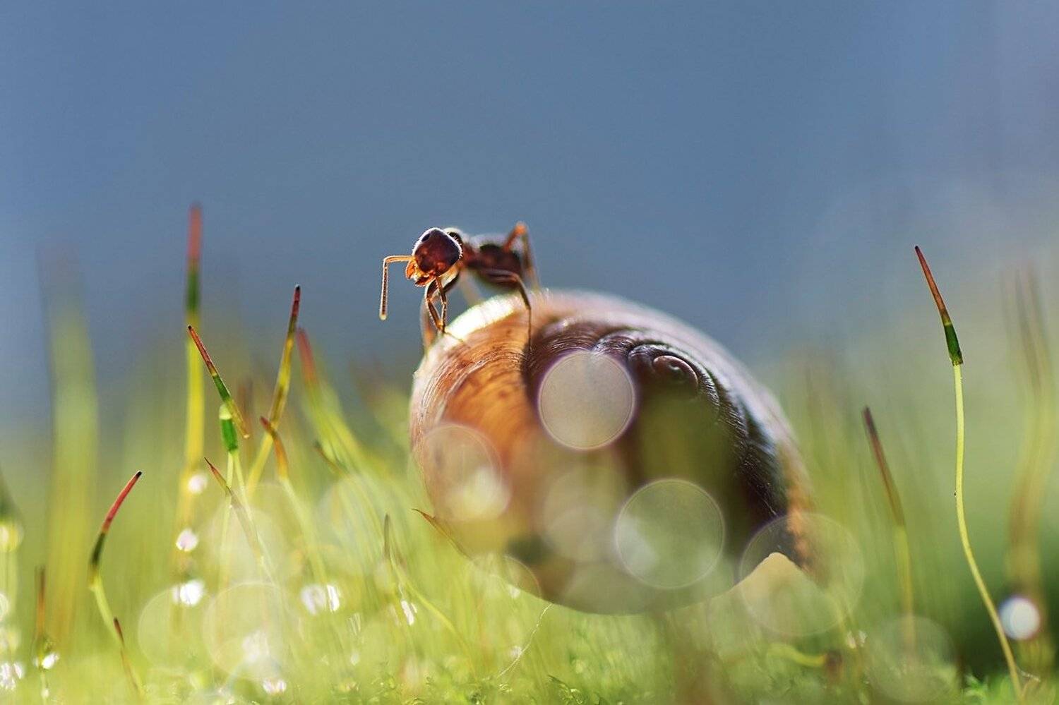 , Лапшина Владлена