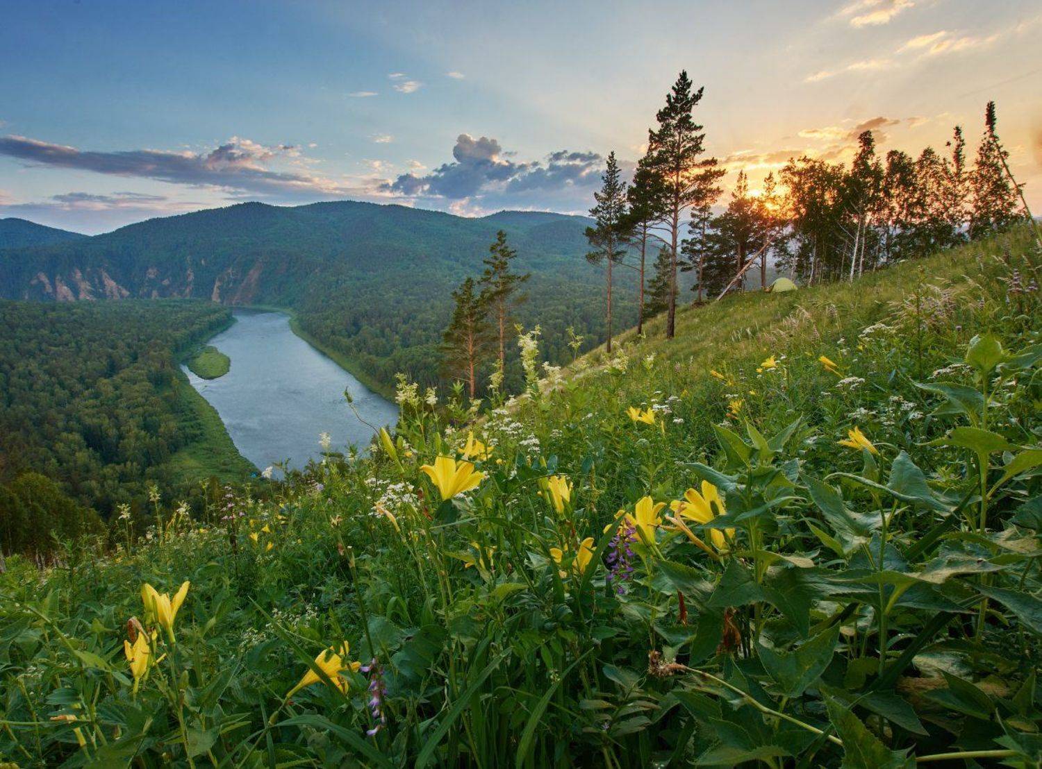 рассвет , река, цветы, Лена Стогова