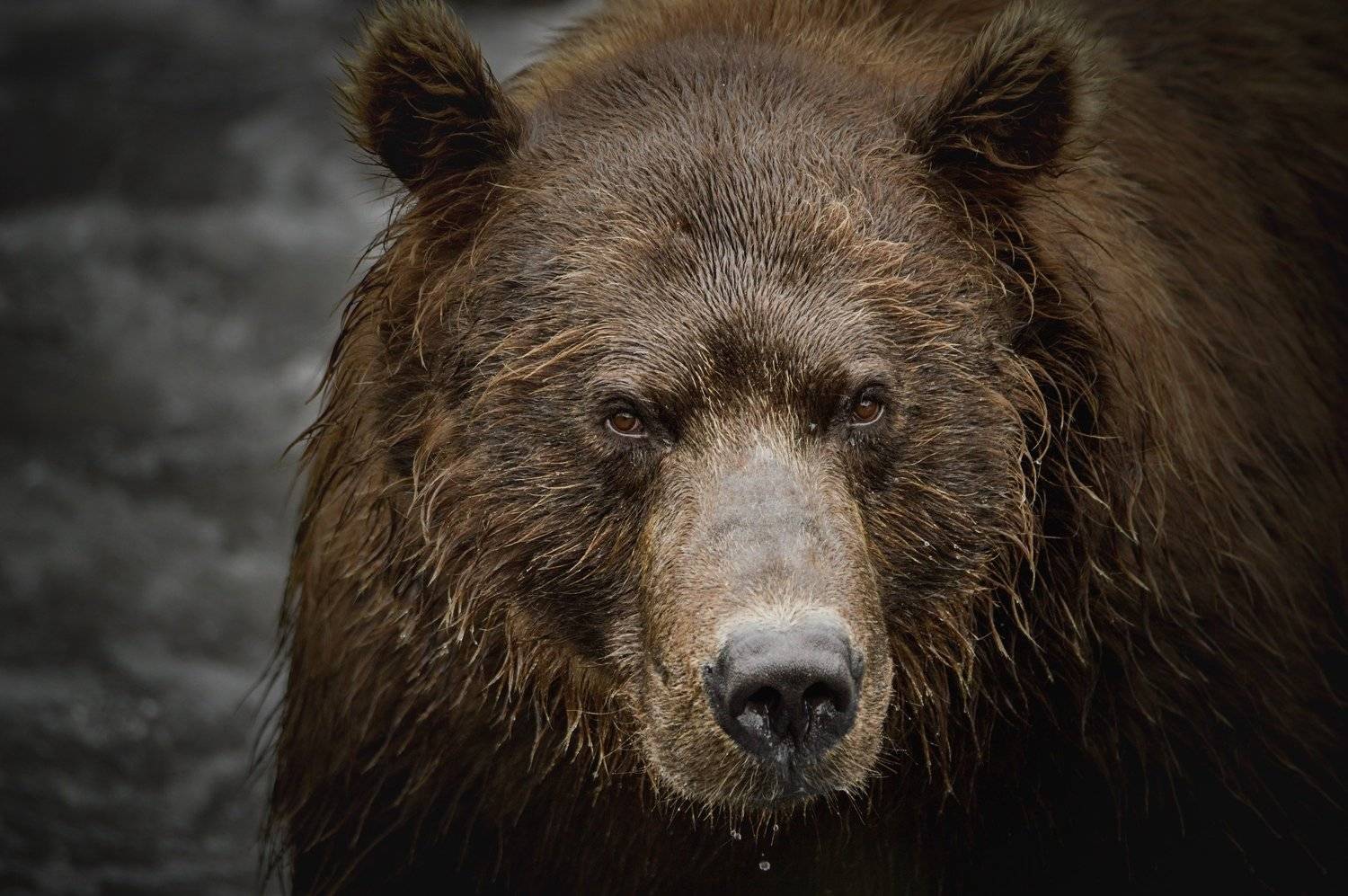 Медведь , Алексей Ознобихин