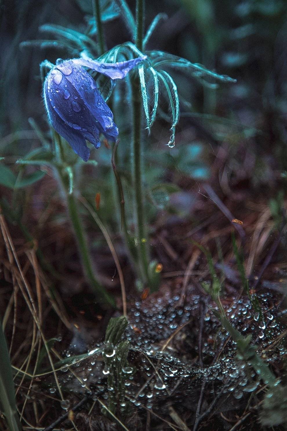 , Павел Сагайдак