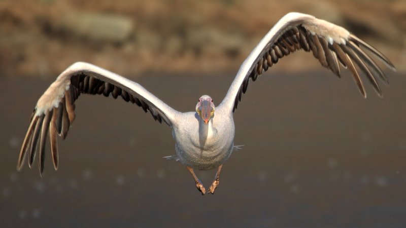 animals,birds,pelican, 7d, 600mm, животные, птицы, пеликан Пеликан фото превью