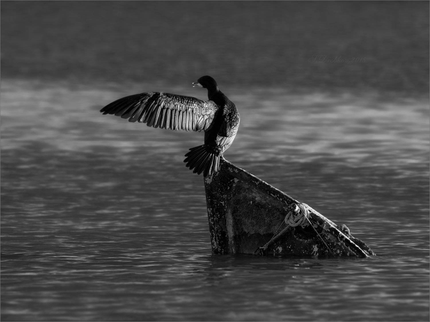 баклан, лодка, вода, закат, фауна, Sergey Drobkov