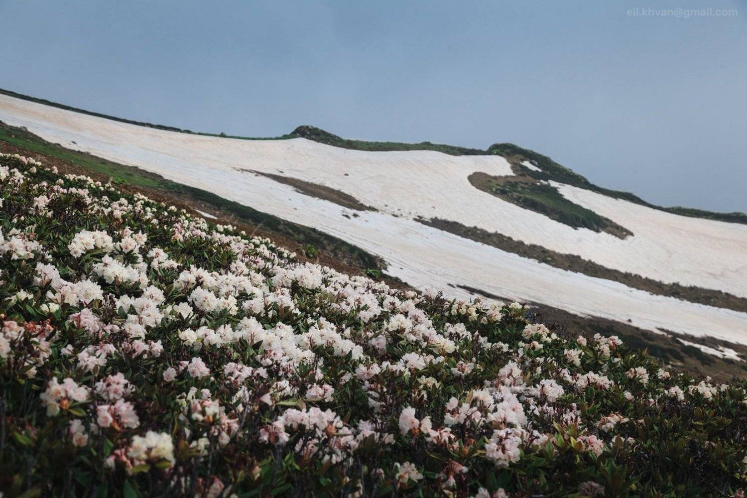 , Элина Хван