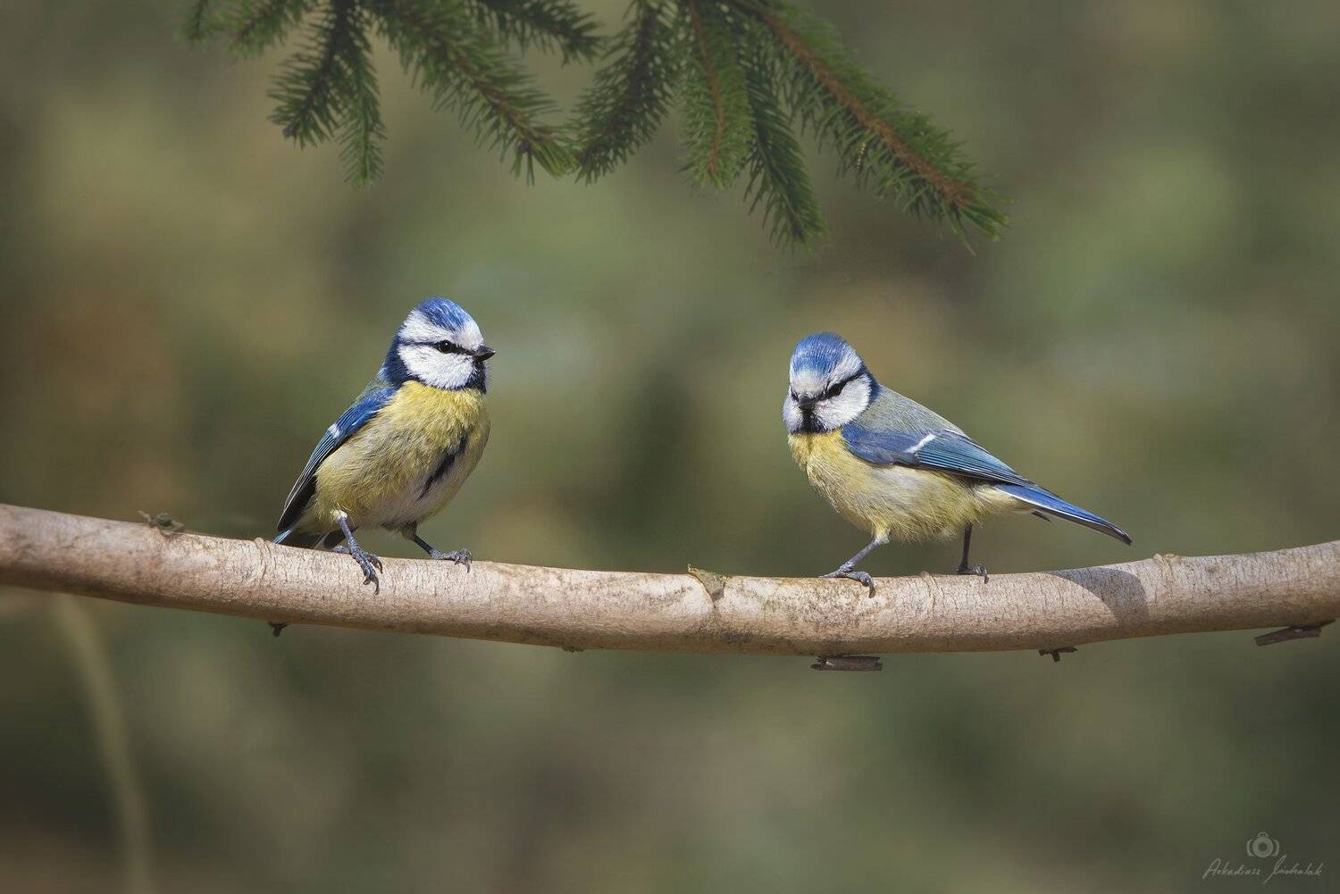 , Arkadiusz Michalak