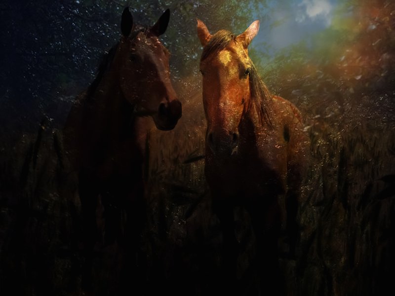 dreams horses фото превью
